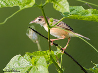 Zitting Cisticola Scientific name - Cisticola jundicis