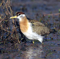 Bronze-winged Jacana - juvenile