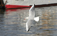 Adult winter Black-headed Gull Larus ridibundus sibiricus