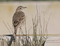 Richards Pipit - Anthus richardii - Bisbita de Richard - Piula Grossa