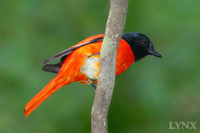 Scarlet Minivet 赤紅山椒鳥