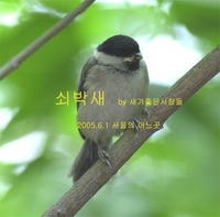쇠박새 Marsh Tit