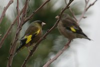 Oriental Greenfinch Carduelis sinica