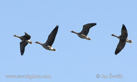 Photo of husa běločelá Anser albifrons Greated White-fronted Goose Blessgans