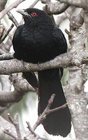 Common Koel, male.