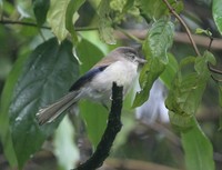 ルリハコバシチメドリ Blue-winged Minla Minla cyanouroptera