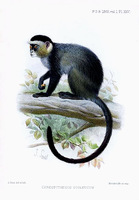 cercopithecus otoleucus