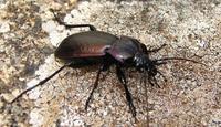 Carabus nemoralis - Wood Carabid