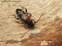 Phymatodes alni