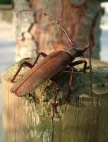 Aegosoma scabricorne