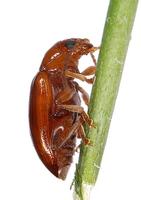 Neocrepidodera transversa