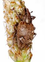 Graptus triguttatus