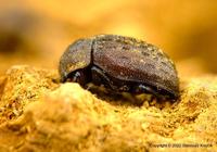 Aesalus scarabaeoides