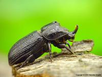 Sinodendron cylindricum - Rhinoceros Beetle