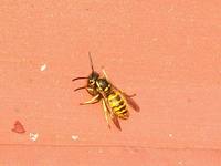 Vespula vulgaris - Common Wasp