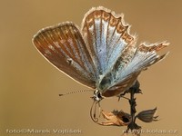 Polyommatus daphnis - Meleager's Blue