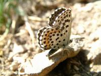 Scolitantides orion - Chequered Blue