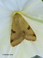 Heliothis peltigera - Bordered Straw