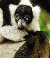 Black-and-white ruffed lemur (Varecia variegata)