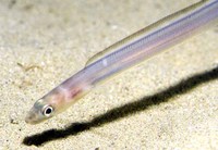 Ariosoma balearicum, Bandtooth conger: fisheries