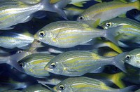 Gnathodentex aureolineatus, Striped large-eye bream: fisheries