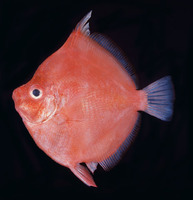 Antigonia capros, Deepbody boarfish: fisheries