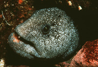 Anarrhichthys ocellatus, Wolf-eel: fisheries, aquarium