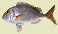 Pagrus africanus, Southern common seabream: fisheries, gamefish