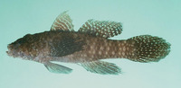Callogobius maculipinnis, Ostrich goby: