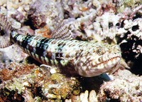 Synodus binotatus, Two-spot lizard fish: fisheries