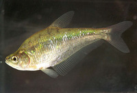 Charax gibbosus, Glass headstander: aquarium