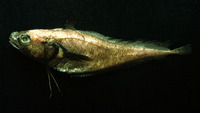 Physiculus talarae, Peruvian mora: