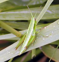 Euthystira brachyptera