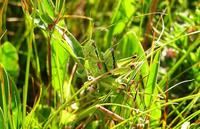 Odontopodisma fallax
