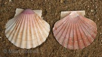 Pecten maximus - Escallop