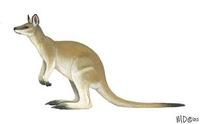 Image of: Macropus agilis (agile wallaby)