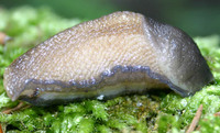 Limax cinereoniger