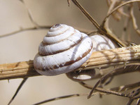 Trochoidea pyramidata