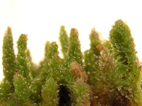 Spongilla lacustris