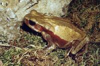 Bufo blombergi