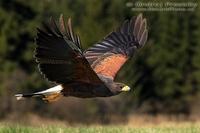 Parabuteo unicinctus - Harris's Hawk