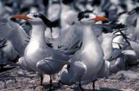 Sterna maxima - Royal Tern