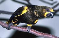 Chalcopsitta duivenbodei - Brown Lory