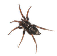 Image of: Herpyllus ecclesiasticus