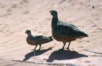 Pterocles burchelli - Burchell's Sandgrouse