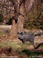 Sus scrofa - Central European Wild Pig