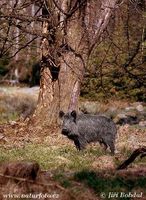 Sus scrofa - Central European Wild Pig