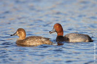 Image of: Aythya americana (redhead)