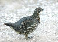 Image of: Canachites canadensis (spruce grouse)