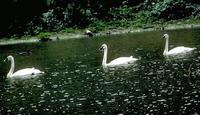 Image of: Cygnus columbianus (tundra swan)